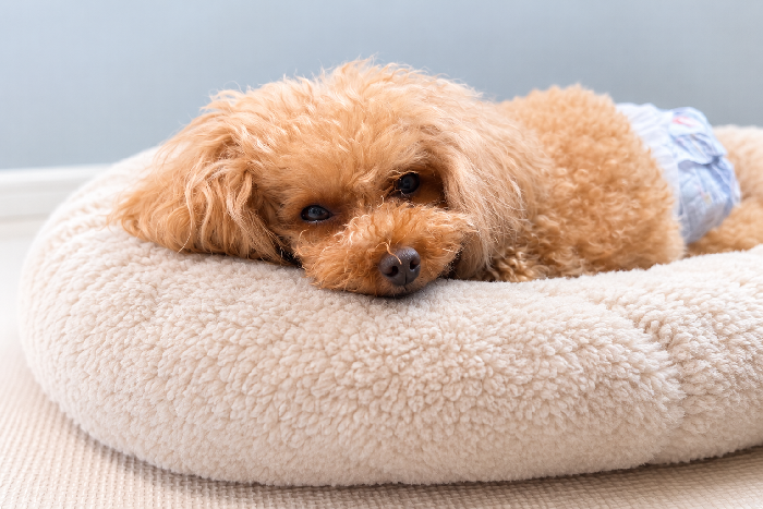 ひとりじめ private dog hotelの外観